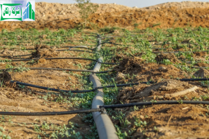 تركيب شبكات الري بالتنقيط بالرياض